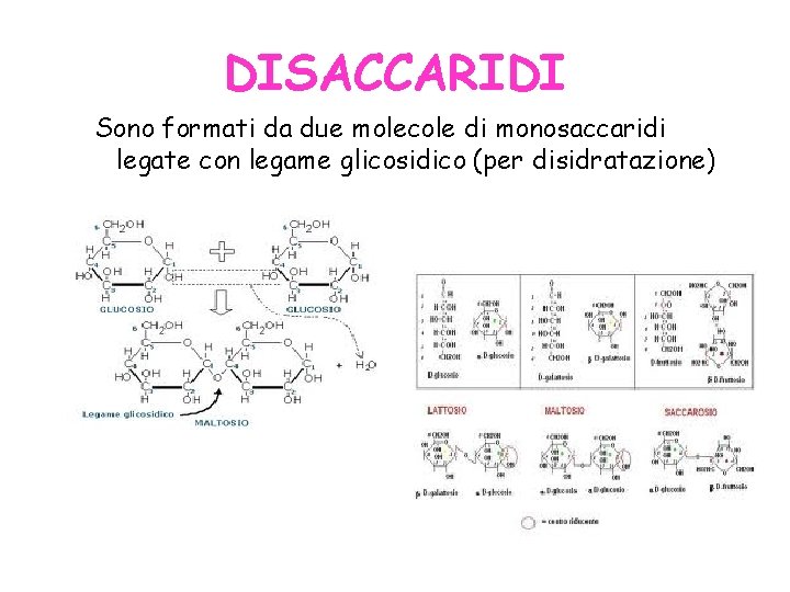 DISACCARIDI Sono formati da due molecole di monosaccaridi legate con legame glicosidico (per disidratazione) DISACCARIDI Sono formati da due molecole di monosaccaridi legate con legame glicosidico (per disidratazione)