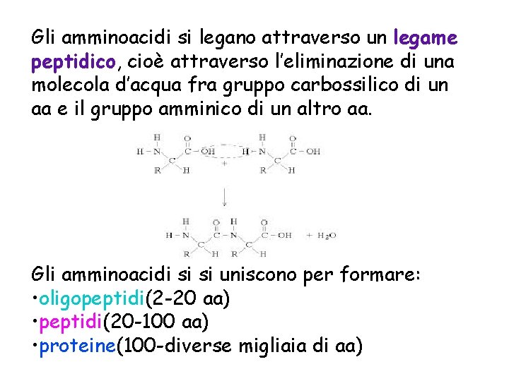 Gli amminoacidi si legano attraverso un legame peptidico, cioè attraverso l’eliminazione di una molecola Gli amminoacidi si legano attraverso un legame peptidico, cioè attraverso l’eliminazione di una molecola