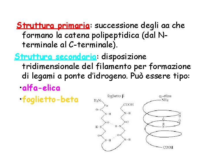 Struttura primaria: successione degli aa che formano la catena polipeptidica (dal Nterminale al C-terminale). Struttura primaria: successione degli aa che formano la catena polipeptidica (dal Nterminale al C-terminale).