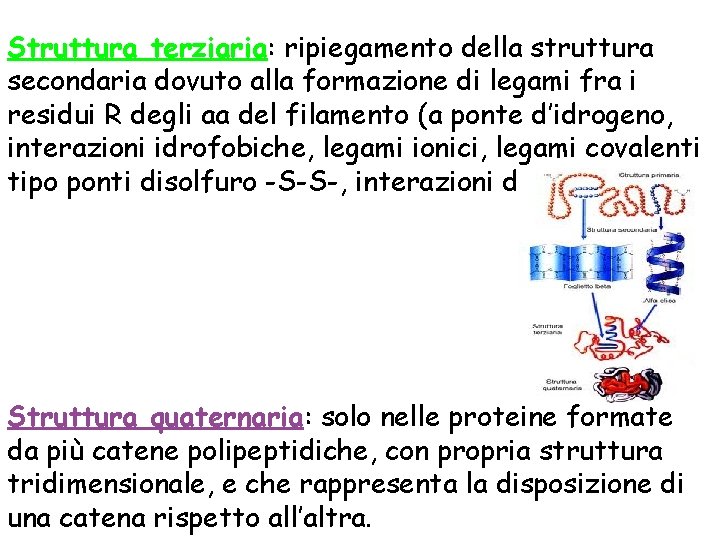 Struttura terziaria: ripiegamento della struttura secondaria dovuto alla formazione di legami fra i residui Struttura terziaria: ripiegamento della struttura secondaria dovuto alla formazione di legami fra i residui