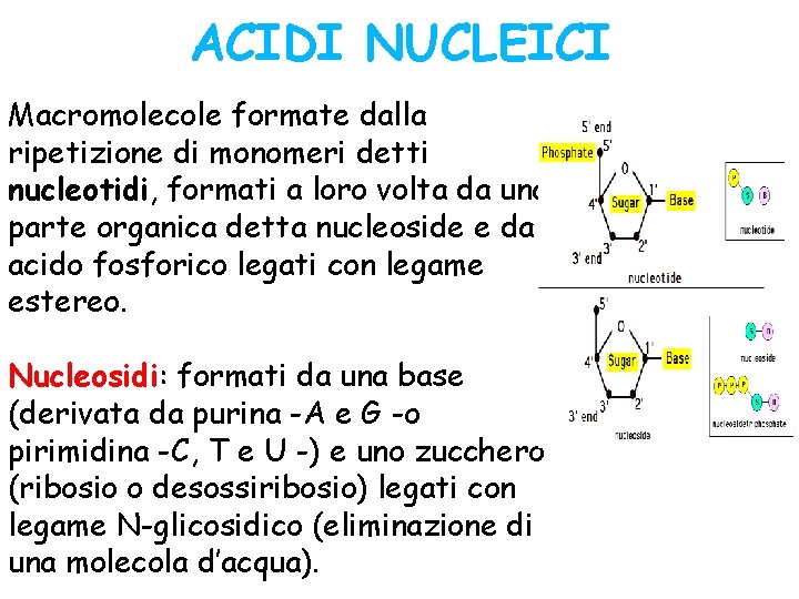 ACIDI NUCLEICI Macromolecole formate dalla ripetizione di monomeri detti nucleotidi, formati a loro volta ACIDI NUCLEICI Macromolecole formate dalla ripetizione di monomeri detti nucleotidi, formati a loro volta