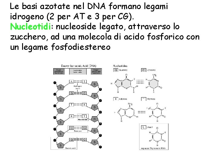 Le basi azotate nel DNA formano legami idrogeno (2 per AT e 3 per Le basi azotate nel DNA formano legami idrogeno (2 per AT e 3 per