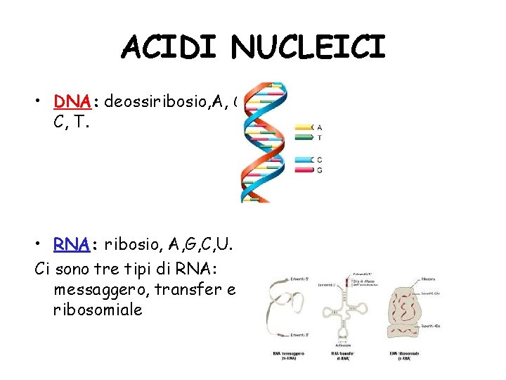 ACIDI NUCLEICI • DNA: deossiribosio, A, G, C, T. • RNA: ribosio, A, G, ACIDI NUCLEICI • DNA: deossiribosio, A, G, C, T. • RNA: ribosio, A, G,