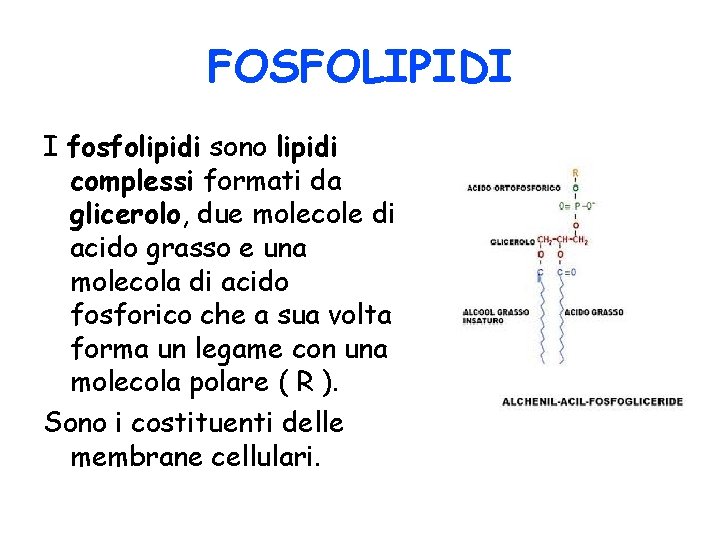 FOSFOLIPIDI I fosfolipidi sono lipidi complessi formati da glicerolo, due molecole di acido grasso FOSFOLIPIDI I fosfolipidi sono lipidi complessi formati da glicerolo, due molecole di acido grasso
