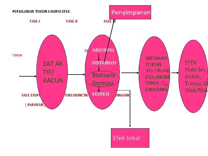 Penyimpanan PERJALANAN TOKSIN SAMPAI EFEK FASE II TOKSIN ABSORPSI ZAT AK TIF/ RACUN FASE