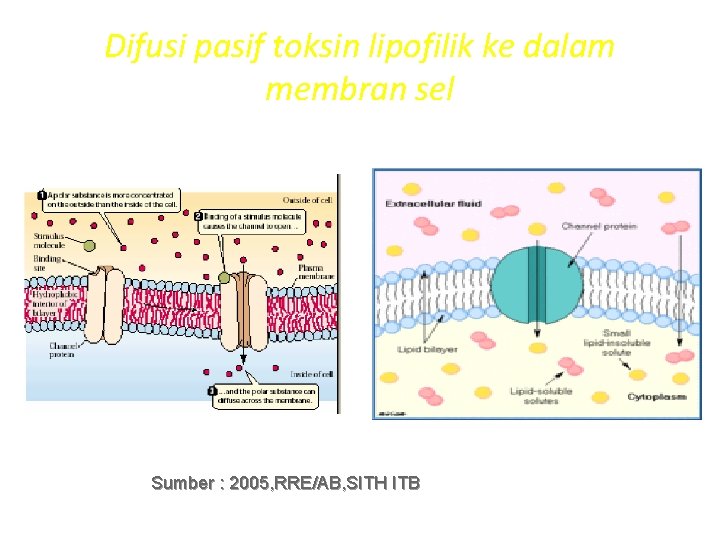 Difusi pasif toksin lipofilik ke dalam membran sel Sumber : 2005, RRE/AB, SITH ITB