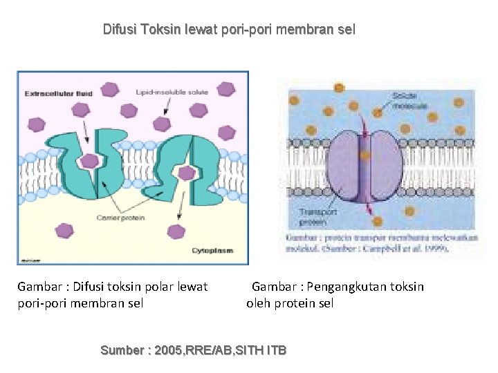 Difusi Toksin lewat pori-pori membran sel Gambar : Difusi toksin polar lewat pori-pori membran