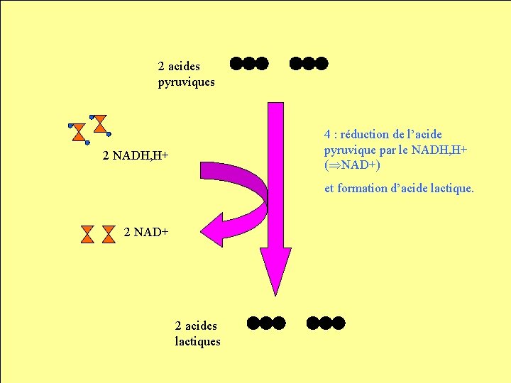 2 acides pyruviques 4 : réduction de l’acide pyruvique par le NADH, H+ (