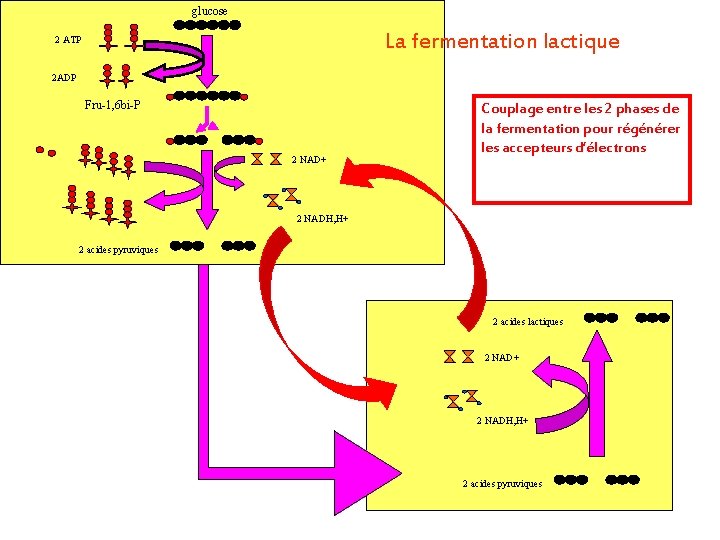 glucose La fermentation lactique 2 ATP 2 ADP Fru-1, 6 bi-P 2 NAD+ Couplage