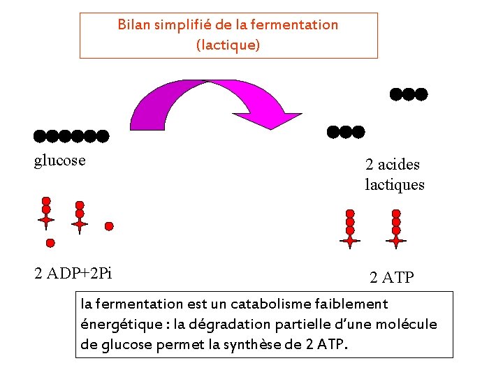 Bilan simplifié de la fermentation (lactique) glucose 2 acides lactiques 2 ADP+2 Pi 2