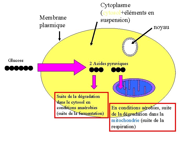 Membrane plasmique Glucose Cytoplasme (cytosol+éléments en suspension) noyau 2 Acides pyruviques Suite de la