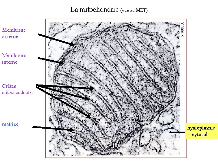 La mitochondrie (vue au MET) Membrane externe Membrane interne Crêtes mitochondriales matrice hyaloplasme =