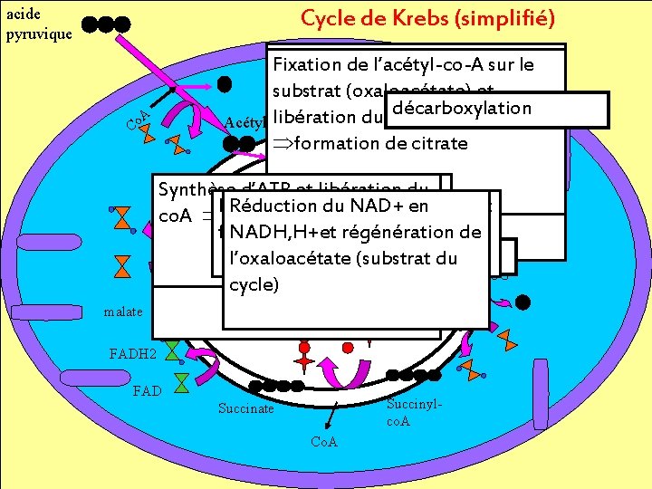 acide pyruvique Cycle de Krebs (simplifié) A Co Fixation coenzyme co. A, Fixation d’un