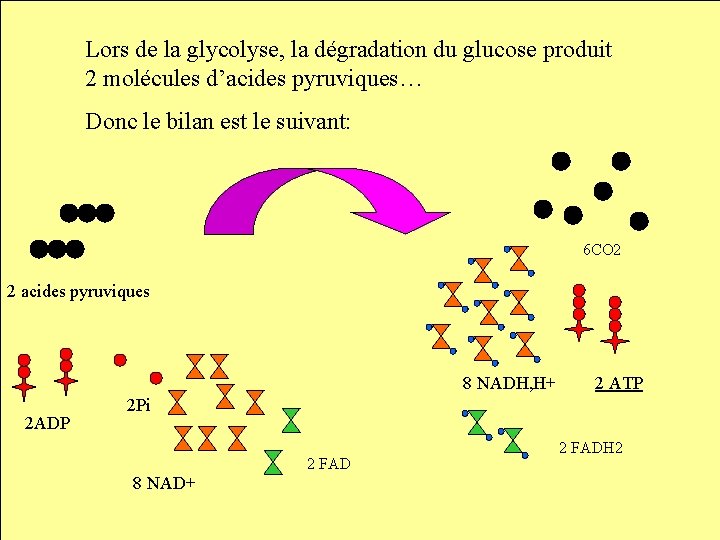 Lors de la glycolyse, la dégradation du glucose produit 2 molécules d’acides pyruviques… Donc