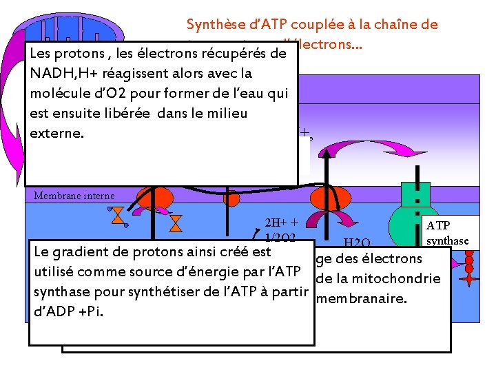 Synthèse d’ATP couplée à la chaîne de transporteurs d’électrons… Les protons , les électrons