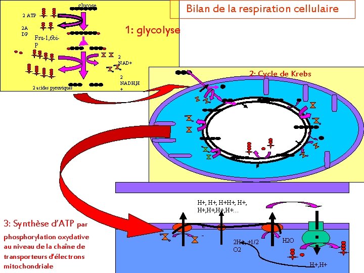 glucose Bilan de la respiration cellulaire 2 ATP 2 A DP Fru-1, 6 bi.