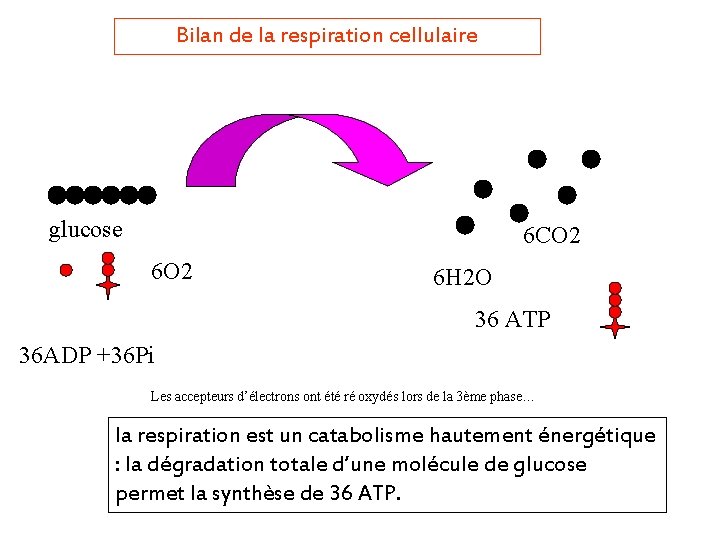 Bilan de la respiration cellulaire glucose 6 CO 2 6 H 2 O 36