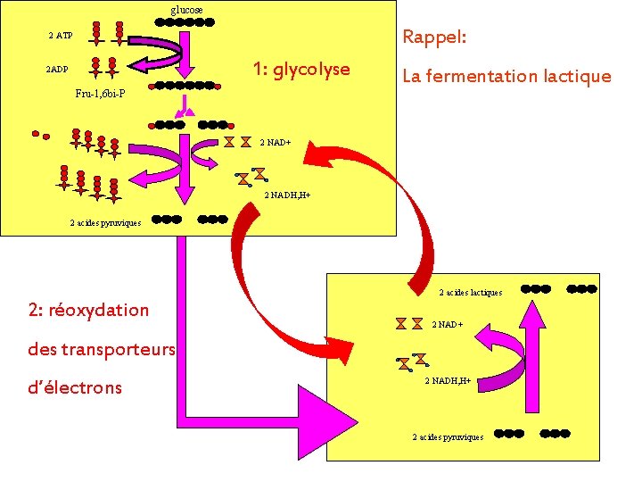 glucose Rappel: 2 ATP 1: glycolyse 2 ADP Fru-1, 6 bi-P La fermentation lactique