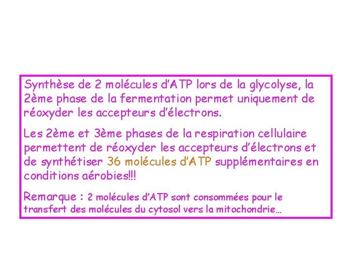 Synthèse de 2 molécules d’ATP lors de la glycolyse, la 2ème phase de la