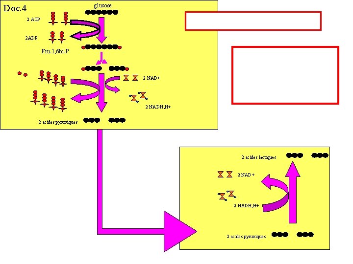 glucose Doc. 4 2 ATP 2 ADP Fru-1, 6 bi-P 2 NAD+ 2 NADH,