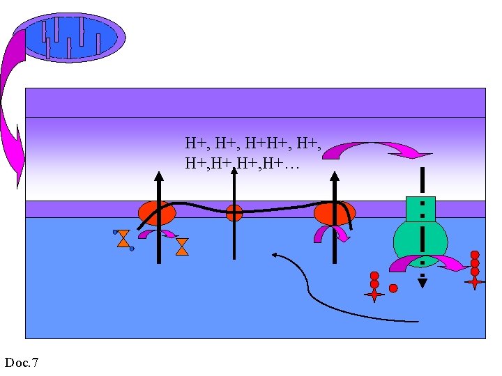 H+, H+, H+… Doc. 7 