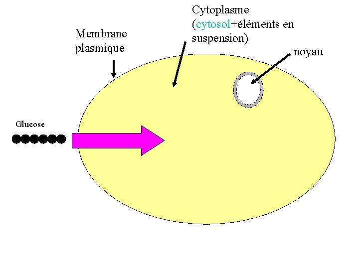 Membrane plasmique Glucose Cytoplasme (cytosol+éléments en suspension) noyau 