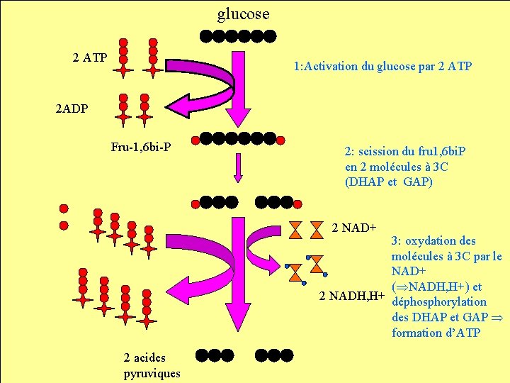 glucose 2 ATP 1: Activation du glucose par 2 ATP 2 ADP Fru-1, 6