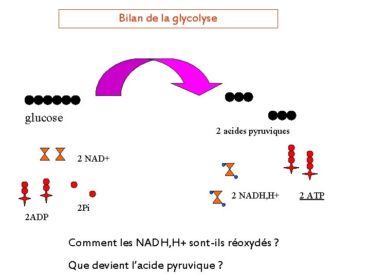 Bilan de la glycolyse glucose 2 acides pyruviques 2 NAD+ 2 NADH, H+ 2