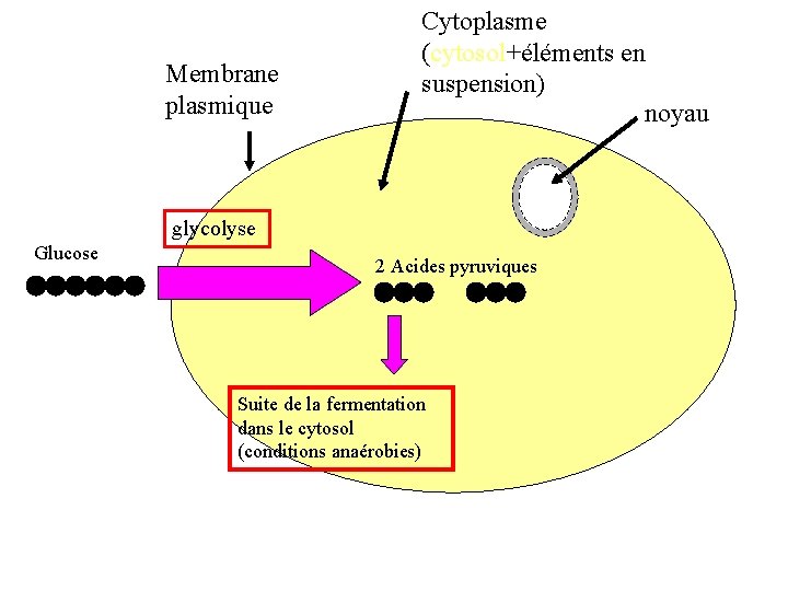 Membrane plasmique Cytoplasme (cytosol+éléments en suspension) noyau glycolyse Glucose 2 Acides pyruviques Suite de