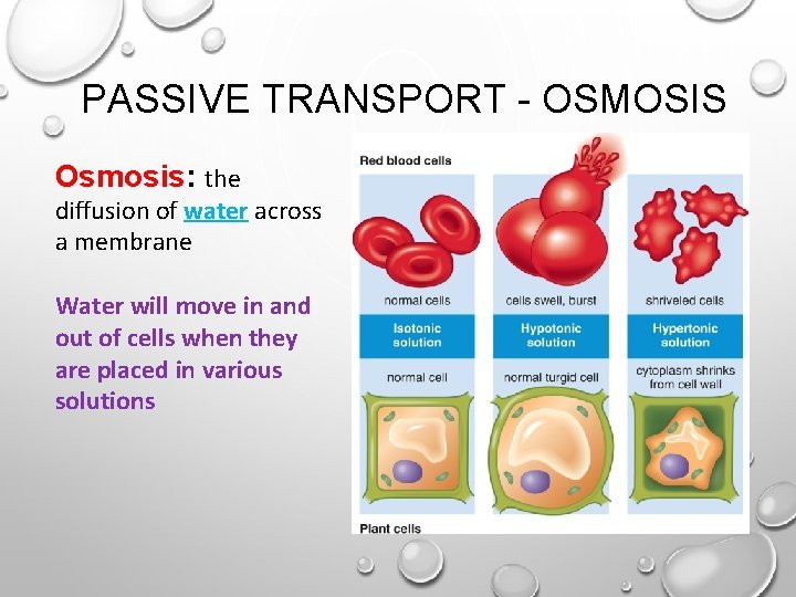 PASSIVE TRANSPORT - OSMOSIS Osmosis: the diffusion of water across a membrane Water will