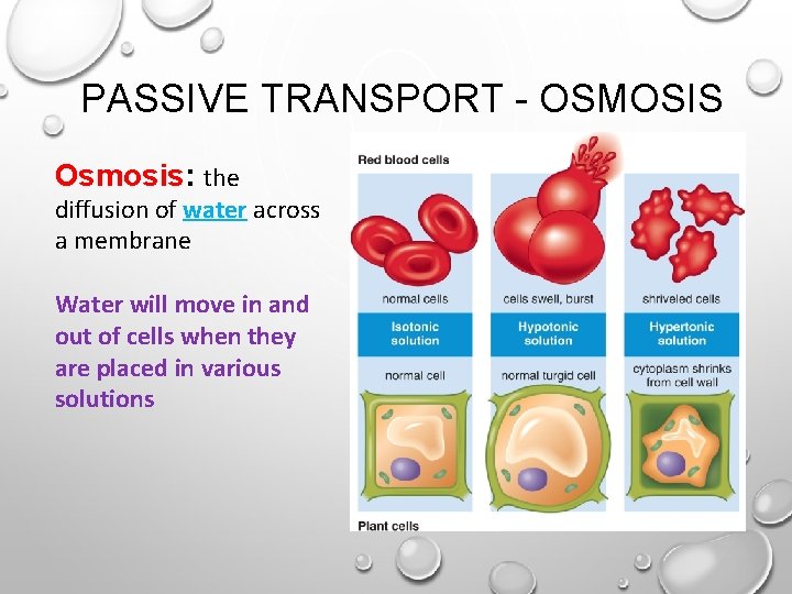 PASSIVE TRANSPORT - OSMOSIS Osmosis: the diffusion of water across a membrane Water will PASSIVE TRANSPORT - OSMOSIS Osmosis: the diffusion of water across a membrane Water will