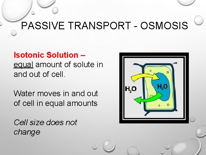 PASSIVE TRANSPORT - OSMOSIS Isotonic Solution – equal amount of solute in and out PASSIVE TRANSPORT - OSMOSIS Isotonic Solution – equal amount of solute in and out