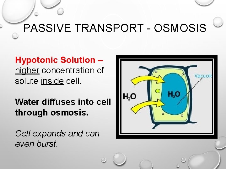 PASSIVE TRANSPORT - OSMOSIS Hypotonic Solution – higher concentration of solute inside cell. Water