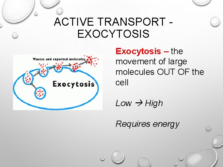 ACTIVE TRANSPORT EXOCYTOSIS Exocytosis – the movement of large molecules OUT OF the cell