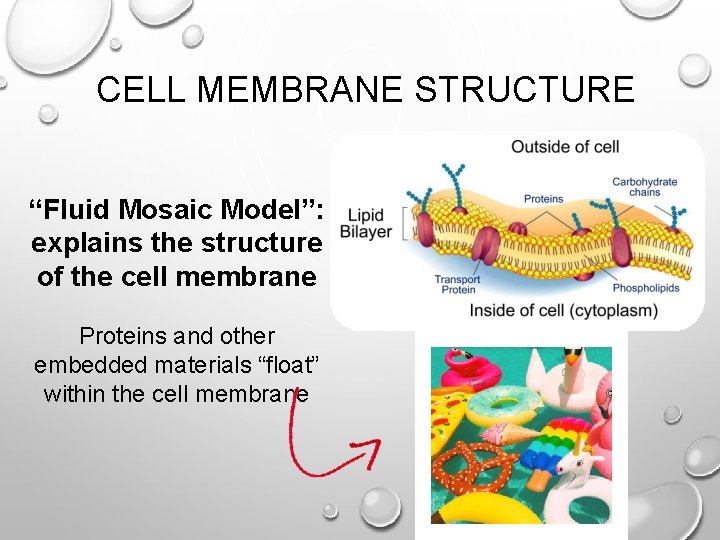 CELL MEMBRANE STRUCTURE “Fluid Mosaic Model”: explains the structure of the cell membrane Proteins CELL MEMBRANE STRUCTURE “Fluid Mosaic Model”: explains the structure of the cell membrane Proteins