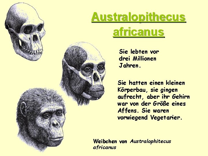 Australopithecus africanus Sie lebten vor drei Millionen Jahren. Sie hatten einen kleinen Körperbau, sie