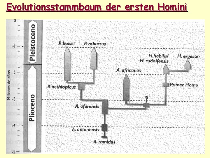 Evolutionsstammbaum der ersten Homini 