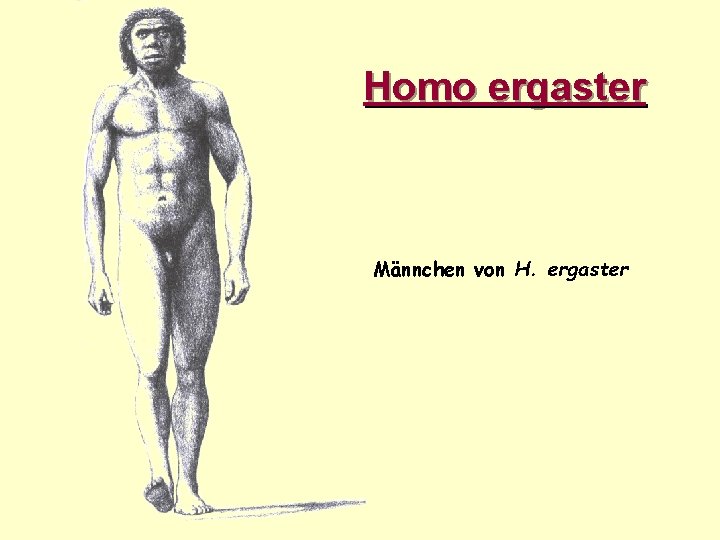 Homo ergaster Männchen von H. ergaster 