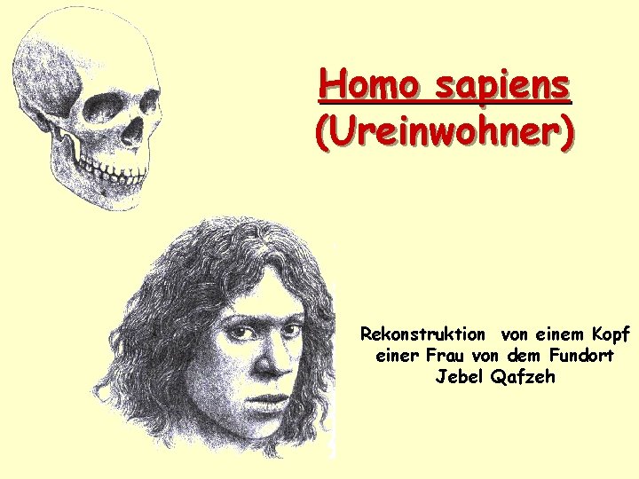 Homo sapiens (Ureinwohner) Rekonstruktion von einem Kopf einer Frau von dem Fundort Jebel Qafzeh