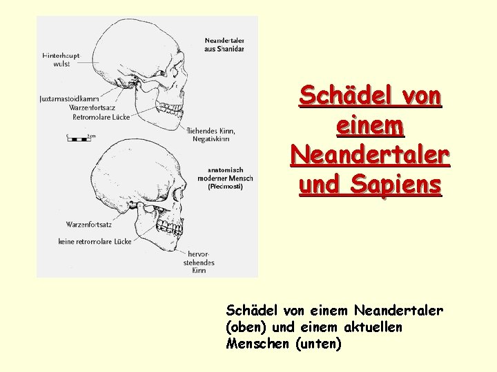 Schädel von einem Neandertaler und Sapiens Schädel von einem Neandertaler (oben) und einem aktuellen