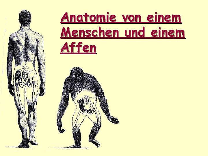 Anatomie von einem Menschen und einem Affen 