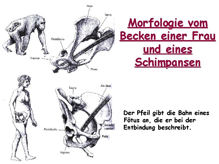 Morfologie vom Becken einer Frau und eines Schimpansen Der Pfeil gibt die Bahn eines