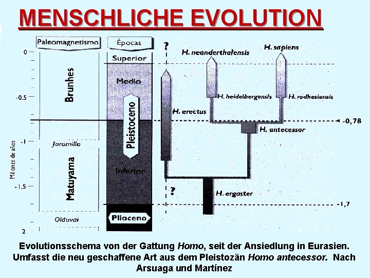 MENSCHLICHE EVOLUTION Evolutionsschema von der Gattung Homo, seit der Ansiedlung in Eurasien. Umfasst die