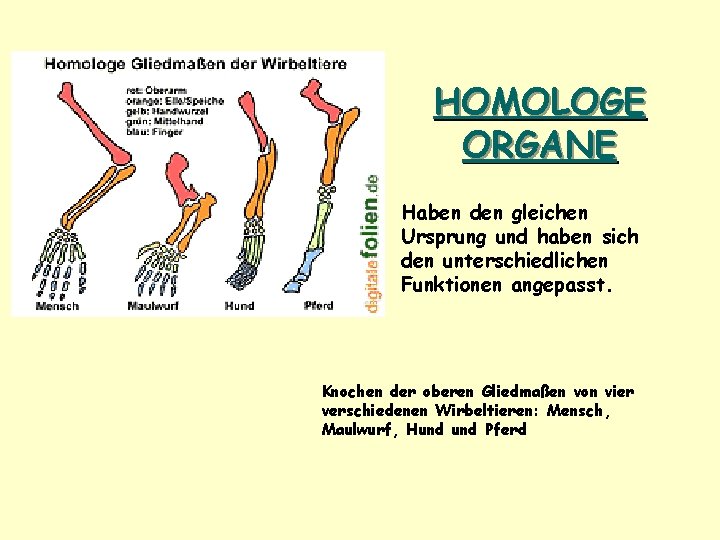 HOMOLOGE ORGANE Haben den gleichen Ursprung und haben sich den unterschiedlichen Funktionen angepasst. Knochen