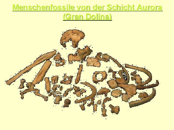 Menschenfossile von der Schicht Aurora (Gran Dolina) 