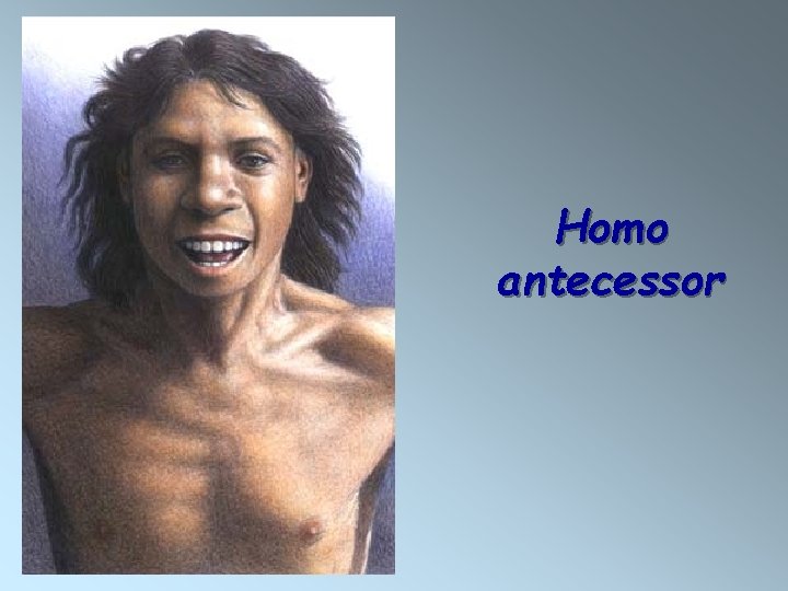 Homo antecessor 