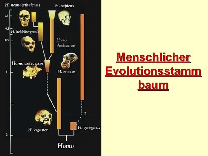 Menschlicher Evolutionsstamm baum 