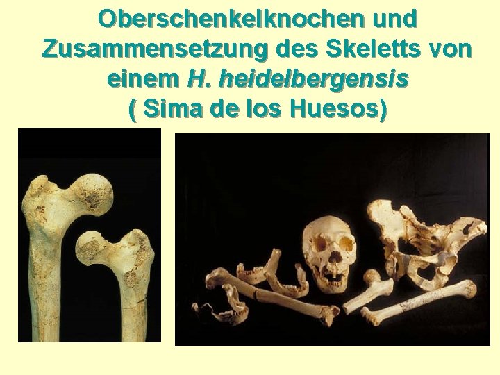 Oberschenkelknochen und Zusammensetzung des Skeletts von einem H. heidelbergensis ( Sima de los Huesos)
