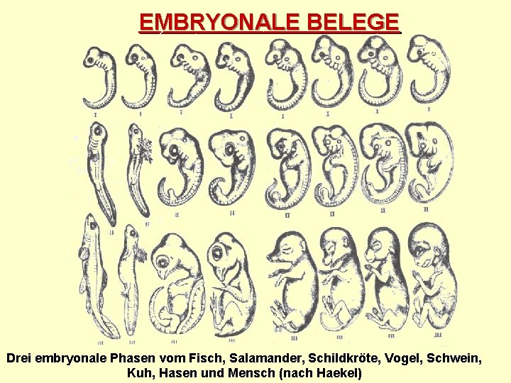 EMBRYONALE BELEGE Drei embryonale Phasen vom Fisch, Salamander, Schildkröte, Vogel, Schwein, Kuh, Hasen und