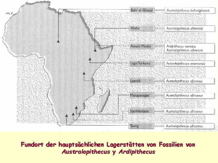 Fundort der hauptsächlichen Lagerstätten von Fossilien von Australopithecus y Ardipithecus 